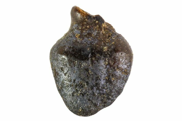 Fossil Pachycephalosaur Tooth - Montana #108173